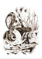 Cuentos amazónicos - Imagen 2